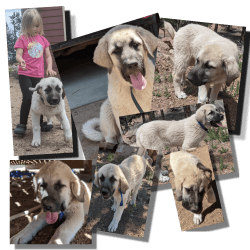 Livestock Guardians and/or Family Friend