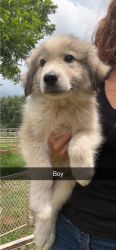Great Pyrenees for sale.