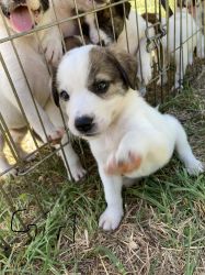 Pyrenees Border Collie Mix Puppies