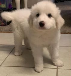 Great Pyrenees Puppy