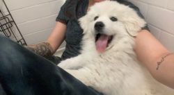 Female Great Pyrenees puppy