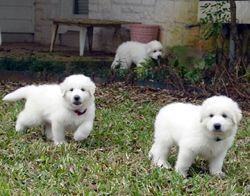 Healthy Great Pyrenees Puppies