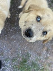 great pyrenees mix