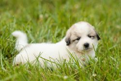 Discover our pure bred Great Pyrenees puppies!