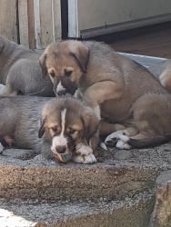 Great Wolfhound puppies (Irish Wolfhound/Great Pyrenees)