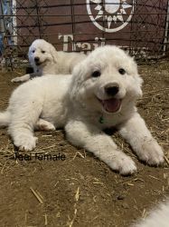 100% Great Pyrenees puppies from working parents