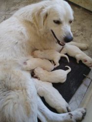 Great Pyrenees puppies ready Sept 18, 2022