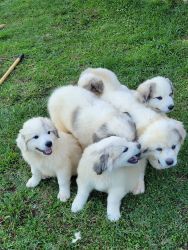 Great Pyrenees pups in Virginia SOLD