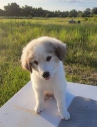 Male Great Pyrenees Puppies