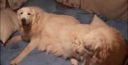 2, 1 Year Old Great Pyrenees Male and Female