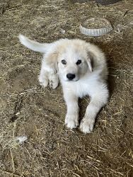 GREAT PYRENEES PUPPIES