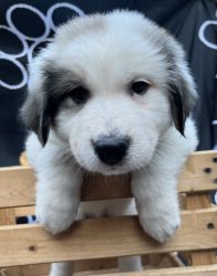 Great Pyrenees and Shepherd Mix pups
