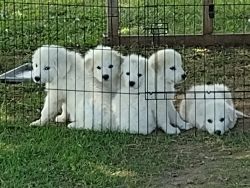Great prynees puppies for sale lgd