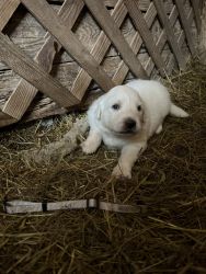 ^ Great Pyrenees Puppies For Sale
