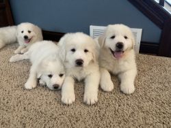 Great Pyrenees Guardian Puppies