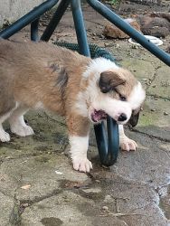 Great Pyrenees/Bernese Mountain Puppies for sale