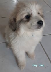 NAPR Great Pyrenees puppies