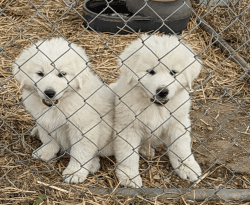 Great Pyrenees Purebred Puppies