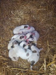 Great pyrenees puppies