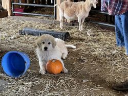 GREAT PYRENEES PUPPIES PRICED TO SELL