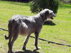 Irish Wolfhound/Great Pyrenees Puppies!