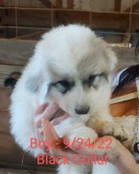Great Pyrenees Puppies - Livestock Guardian dogs