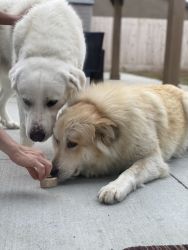 Male and Female Pyrenees