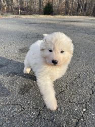 Great Pyrenees female