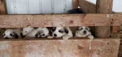 Great Pyrenees LGD puppies