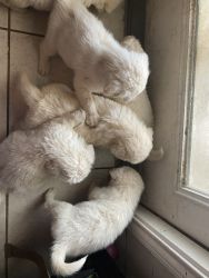 Great Pyrenees puppy’s