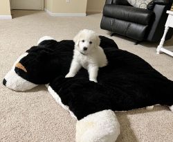 cute puppy for sale
