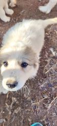 Great Pyrenees puppies LGD