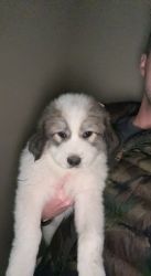 Beautiful Great Pyrenees Puppies for Sale