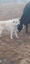 Large Great Pyrenees female