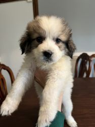 Pure breed Great Pyrenees puppies