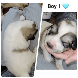 AKC REGISTERED PUREBRED GREAT PYRENEES PUPPIES