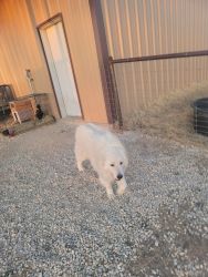 Great Pyrenees 1 yr old great Family Pet