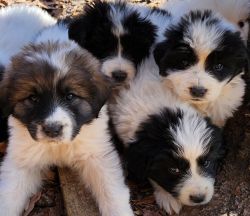 Stunning Great Pyrenees/Newfoundland babies looking for love!