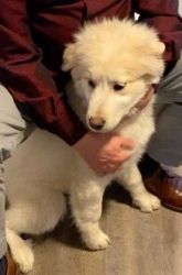 6 month old Great Pyrenees