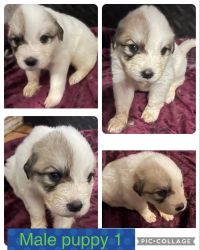 Great Pyrenees male puppies