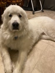 Ghost- Great Pyrenees