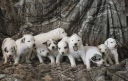 Registered Pure Bred Great Pyrenees Livestock Guardian Puppies
