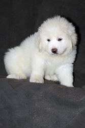 Great Pyreneese Puppies