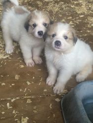 FB Great Pyrenees Puppies
