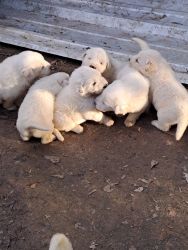 Great pyrenees Puppies for Sale