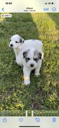 Akc registered Great Pyrenees puppies for sale