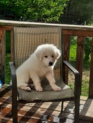 Male Great Pyrenees puppies available