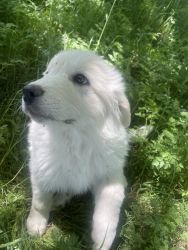 great pyrenees Adorable fluffy puppies