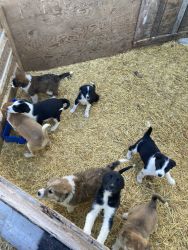 Border collie Pyrenees puppies