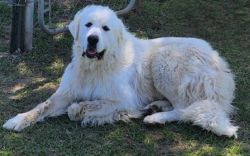 Females Great Pyrenees Puppies